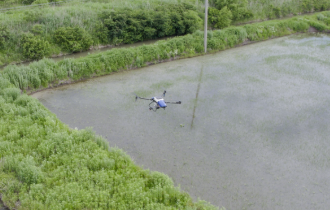 Хэйлунцзян | Опрыскивание риса дронами открывает новую эру в сельском хозяйстве
