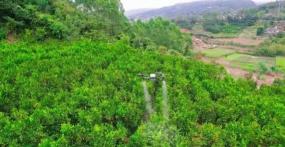 Робот EAVISION: технология меняет методы выращивания фруктовых деревьев в городе Сишуанбаньна
