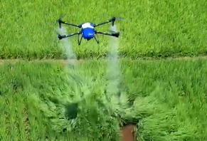 Трутень земледелия высокой точности распыляет рисовое поле репеллентом от насекомых
