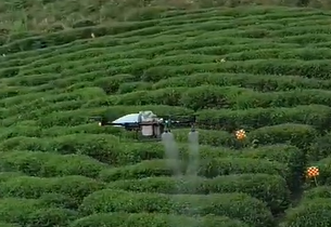 Чайная зона Тайваня исследует возможность использования дронов для сокращения нехватки рабочей силы
