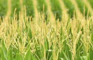 Применение дронов для защиты растений в производстве кукурузы
