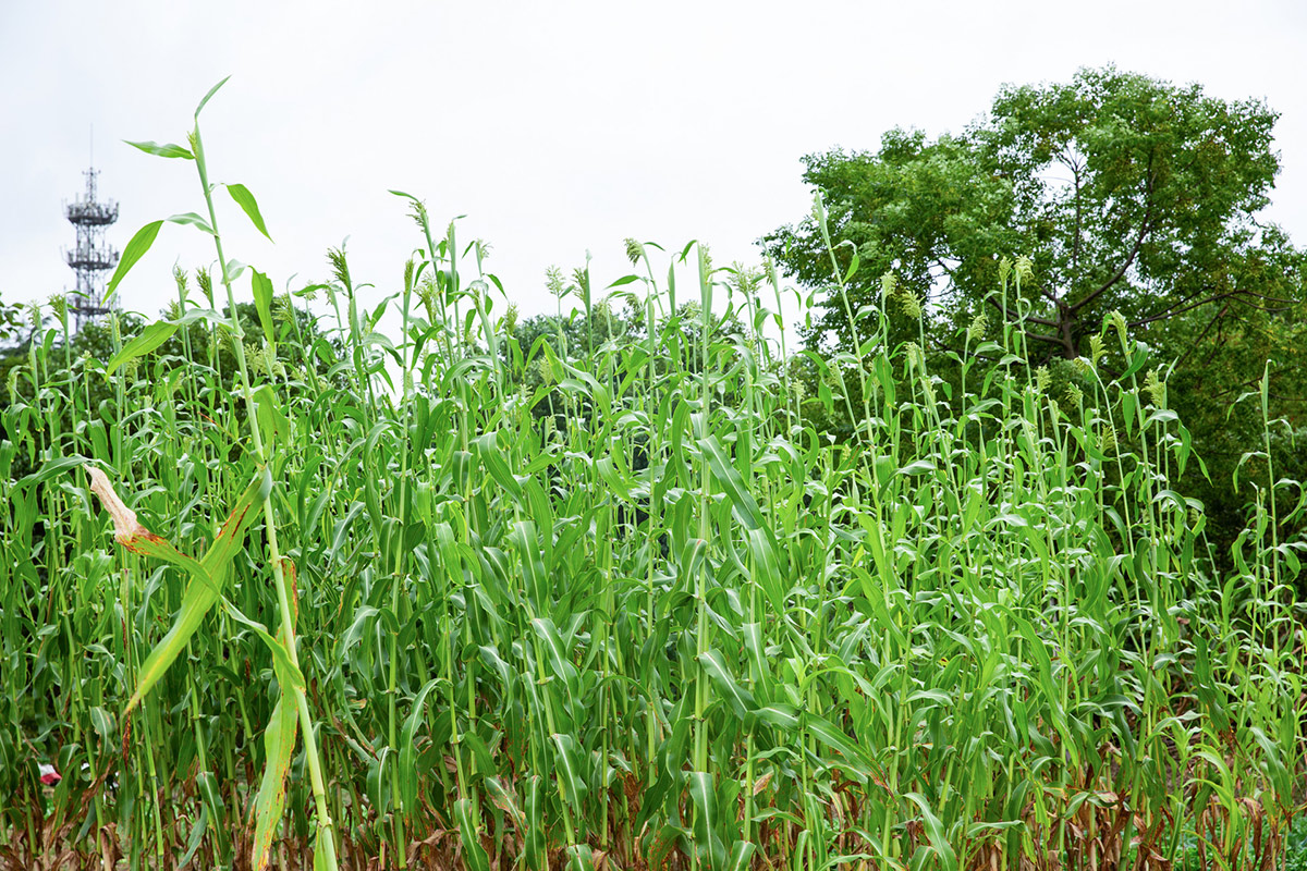 дегельминтизация сахарного тростника в шаньюне , юньнань