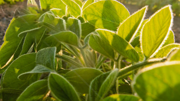 Эксперимент по летной борьбе с вредителями, сорняками и вредителями в комплексных посевах сои и кукурузы