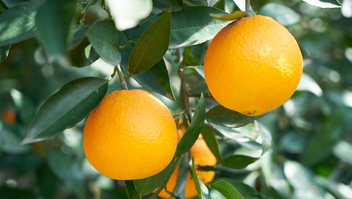 20 литров на акр, чтобы поразить фруктовые деревья? Г-н Линь: Я использую 1,5 литра на акр для обработки 3000 акров апельсинов.