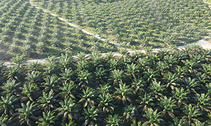 Точечное опрыскивание масличной пальмы в Индонезии