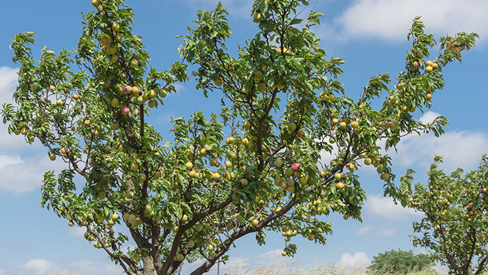 Проверка контроля защиты растений беспилотного опрыскивателя тли персикового дерева