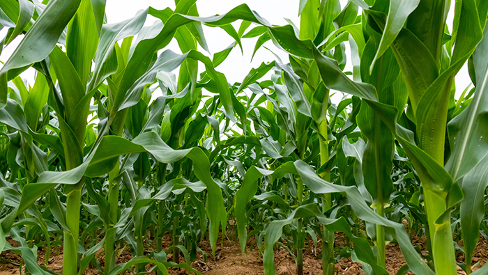 Проверка защиты растений кукурузы с помощью беспилотного опрыскивателя EAVISION, высокий контрольный эффект и низкие экономические потери