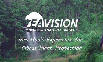 Опыт г-жи Хоу в области защиты цитрусовых растений
