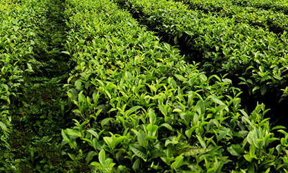 tor-ea2021a для чайного сада
