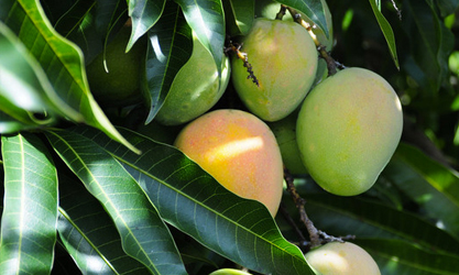 thor-ea2021a для мангового дерева
