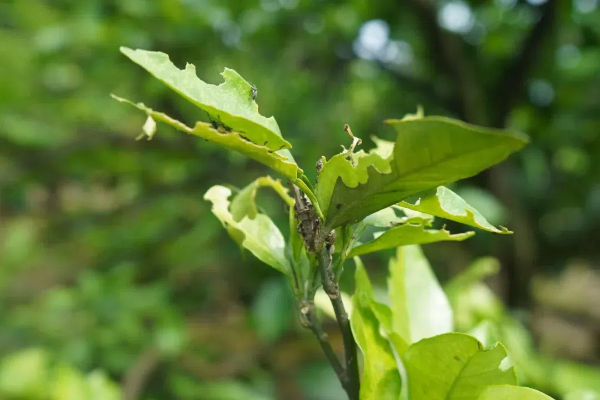 Eavision полностью приняла участие в первом в Китае успешном проекте по борьбе с цитрусовыми листвой в масштабе всего округа